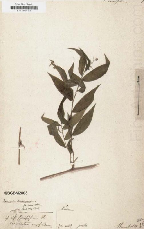 Panicum ruscifolium, Alexander von Humboldt